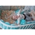 Комплект постельного белья ComfortBaby Colorit "Жирафики"